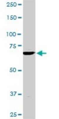 Western Blot: TBX3 Antibody (8H3) [H00006926-M02]