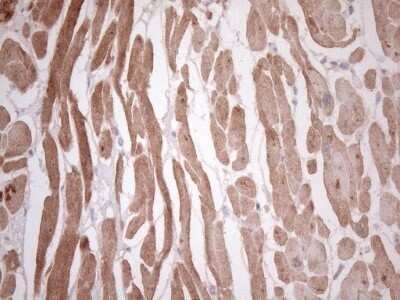 Immunohistochemistry: TCAP Antibody (OTI11H10) - Azide and BSA Free [NBP2-74471]