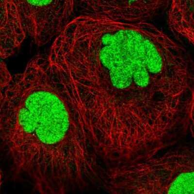Immunocytochemistry/ Immunofluorescence: TCEA1 Antibody [NBP1-93707]