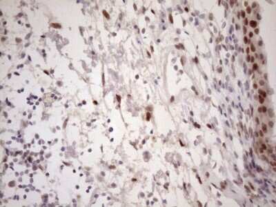 Immunohistochemistry: TCEAL1 Antibody (OTI2G10) [NBP2-46085]