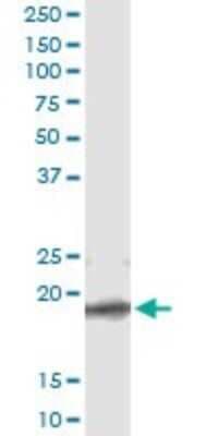 Immunoprecipitation: TCEAL1 Antibody (3B9) [H00009338-M01]