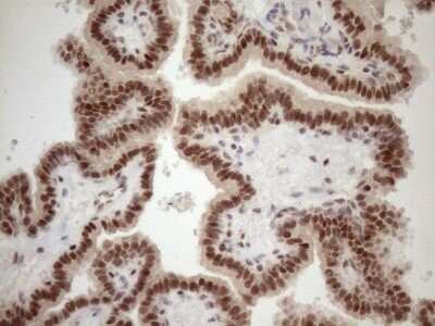 Immunohistochemistry: TCEAL1 Antibody (OTI2G10) - Azide and BSA Free [NBP2-74472]