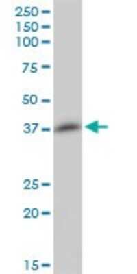 Western Blot: TCEANC Antibody [H00170082-B01P]