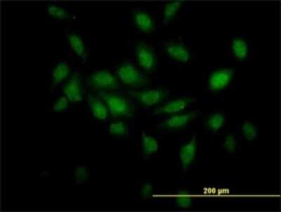 Immunocytochemistry/ Immunofluorescence: TCEB2 Antibody (6F6) [H00006923-M01]
