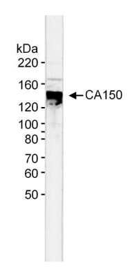 Western Blot: TCERG1 Antibody [NB300-214]