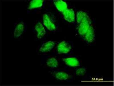 Immunocytochemistry/ Immunofluorescence: TCF-12/HTF4 Antibody (2E9) [H00006938-M01]