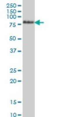 Western Blot: TCF-12/HTF4 Antibody (2E9) [H00006938-M01]