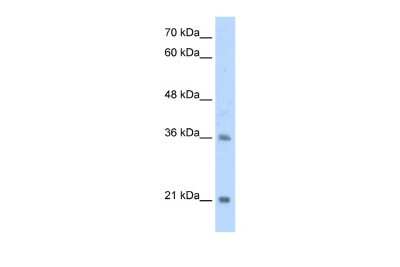 Western Blot: TCF15 Antibody [NBP2-83630]