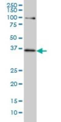 Western Blot: TCF19 Antibody (6D8) [H00006941-M01]