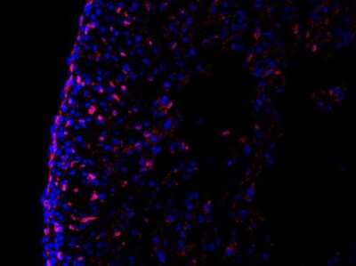 Immunohistochemistry-Frozen: TCF4 Antibody [NBP1-88633]