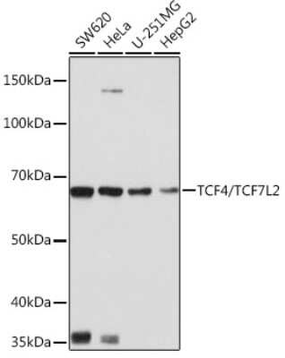 Western Blot: TCF7L2 Antibody (1W10T6) [NBP3-15768]