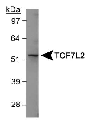 Western Blot: TCF7L2 AntibodyBSA Free [NBP1-19083]