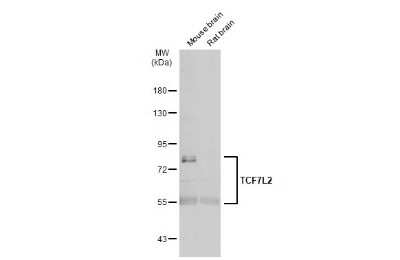 Western Blot: TCF7L2 Antibody [NBP3-12873]