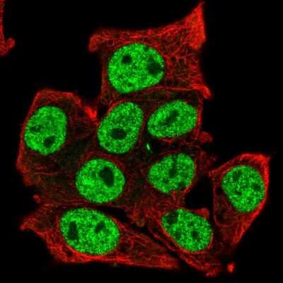 Immunocytochemistry/ Immunofluorescence: TCFL5 Antibody [NBP2-49174]