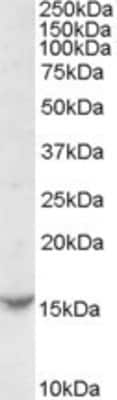 Western Blot: TCL1A Antibody [NB100-77332]