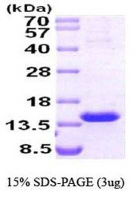 SDS-PAGE: Recombinant Human TCL1A Protein [NBP1-30239]