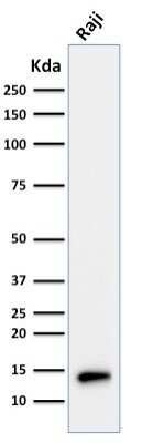 Western Blot: TCL1A Antibody (TCL1/2079) [NBP3-11311]