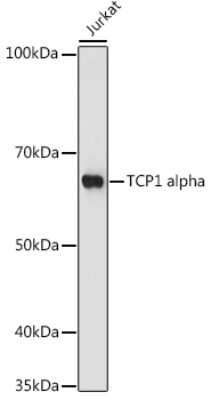 Western Blot: TCP1 alpha Antibody (3G9G8) [NBP3-16290]