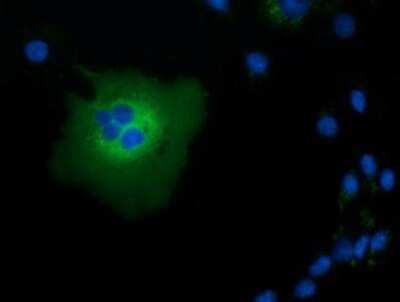 Immunocytochemistry/ Immunofluorescence: TCP11L2 Antibody (OTI2A10) [NBP2-03100]