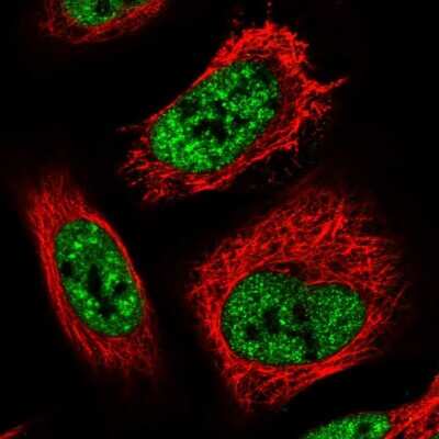 Immunocytochemistry/ Immunofluorescence: TCP11L2 Antibody [NBP1-82694]