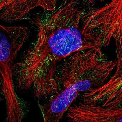 Immunocytochemistry/ Immunofluorescence: TCTN1 Antibody [NBP1-83623]