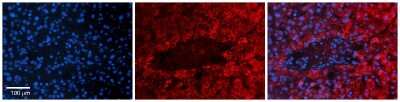 Immunohistochemistry: TCTN3 Antibody [NBP1-59741]