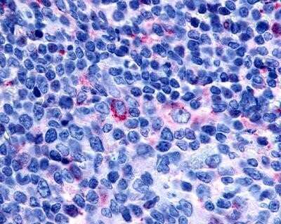 Immunohistochemistry-Paraffin: TDAG8/GPR65 Antibody - BSA Free [NLS1625]