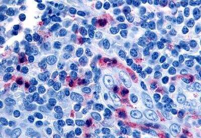 Immunohistochemistry-Paraffin: TDAG8/GPR65 Antibody - BSA Free [NLS1625]