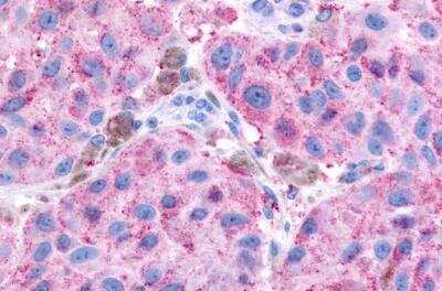 Immunohistochemistry-Paraffin: TDAG8/GPR65 Antibody - BSA Free [NLS1625]