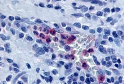 Immunohistochemistry-Paraffin: TDAG8/GPR65 Antibody - BSA Free [NLS1627]