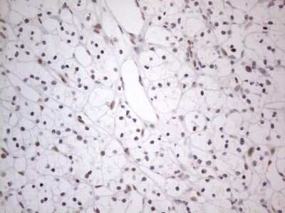 Immunohistochemistry: TDG Antibody (OTI3C11) - Azide and BSA Free [NBP2-74484]