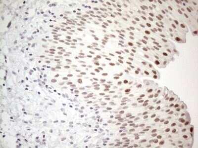 Immunohistochemistry: TDG Antibody (OTI3C11) - Azide and BSA Free [NBP2-74484]