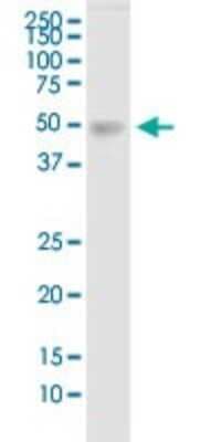 Western Blot: TDO2 Antibody [H00006999-B01P]