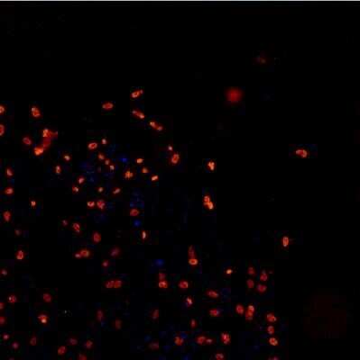 Immunocytochemistry/ Immunofluorescence: TDP-43/TARDBP Antibody - BSA Free [NB110-55376]