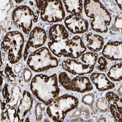 Immunohistochemistry-Paraffin: TDRKH Antibody [NBP1-80697]