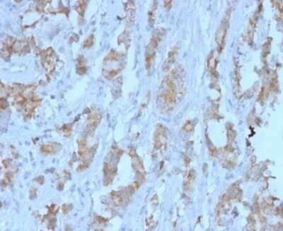 Immunohistochemistry-Paraffin: TDRKH Antibody (PCRP-TDRKH-1H2) [NBP3-13847]
