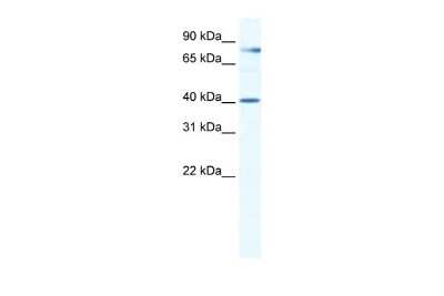 Western Blot: TEAD3 Antibody [NBP2-85893]