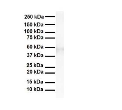 Western Blot: TEAD3 Antibody [NBP2-85893]