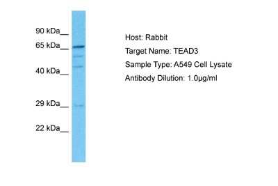 Western Blot: TEAD3 Antibody [NBP2-85896]