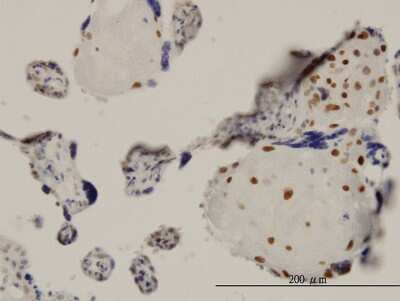 Immunohistochemistry-Paraffin: TEAD4 Antibody (1D10) [H00007004-M12]