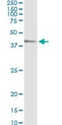Immunoprecipitation: TEAD4 Antibody (5H3) [H00007004-M01]