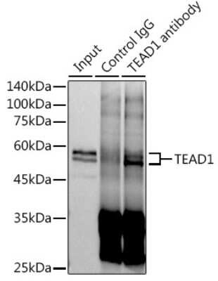 Immunoprecipitation: TEF1 Antibody (2E7N10) [NBP3-16593]