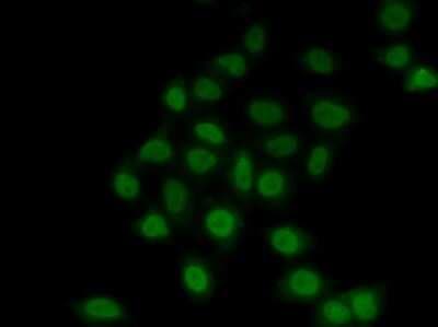 Immunocytochemistry/ Immunofluorescence: TEF1 Antibody - Azide and BSA Free [NBP2-94035]