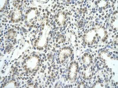 Immunohistochemistry-Paraffin: TEF1 Antibody [NBP3-10510]