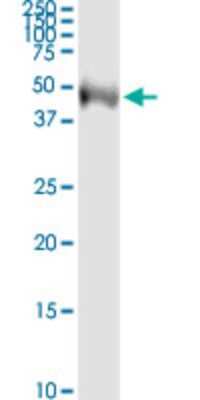Western Blot: TEKT2 Antibody (2H4) [H00027285-M02]