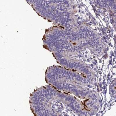 Immunohistochemistry-Paraffin: TEKT3 Antibody [NBP1-92488]