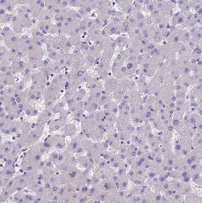 Immunohistochemistry-Paraffin: TEKT3 Antibody [NBP1-92488]