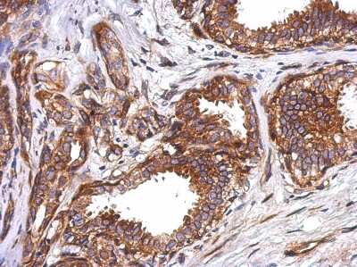 Immunohistochemistry-Paraffin: TEKT5 Antibody [NBP2-20595]