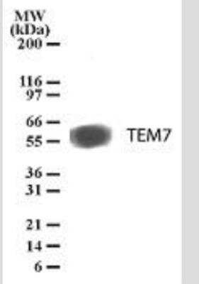 Western Blot: TEM7/PLXDC1 Antibody (197C193 (IM193))Azide Free [NBP2-33228]