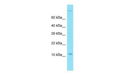 Western Blot: TEMP Antibody [NBP2-83638]